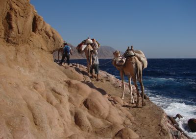 Reef 2000 - Camel Safari on the way to Ras Abu Gallum2