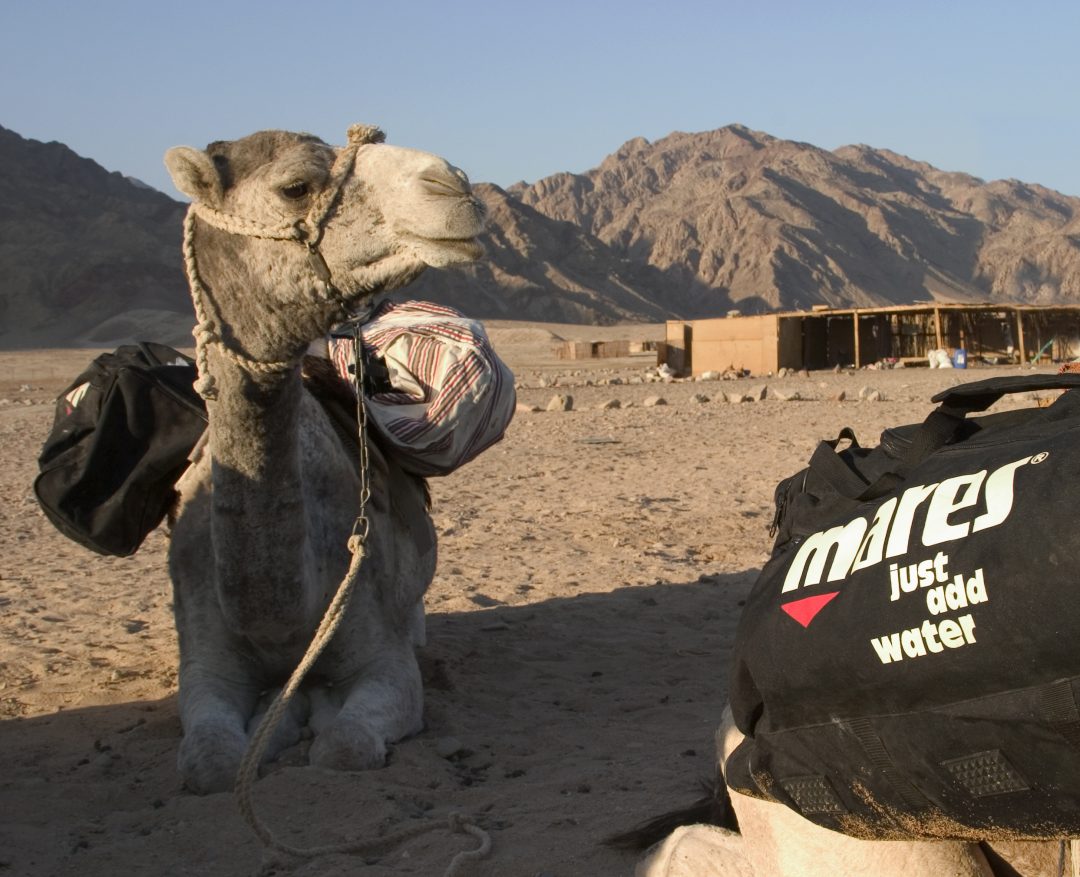 Camel Safari … just add water