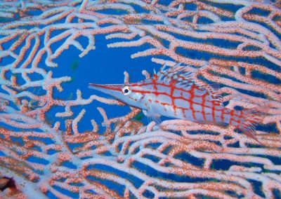 Reef 2000 - Longnose Hawkfish