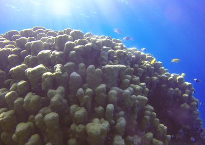 cone corals